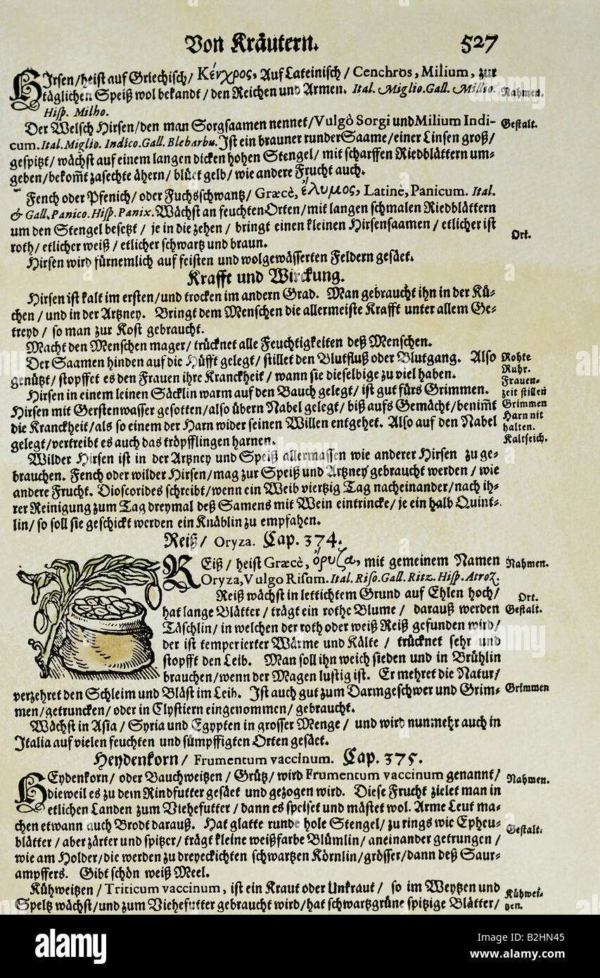 botany, cereal, millet (Oryza sativa), woodcut, coloured, from 'Kraeuterbuch' (Herbal book), by Adamus Lonicerus (1528 - 1586), revised by Peter Uffenbach, Frankfurt, Germany, 1679, page 527, private collection, Stock Photo