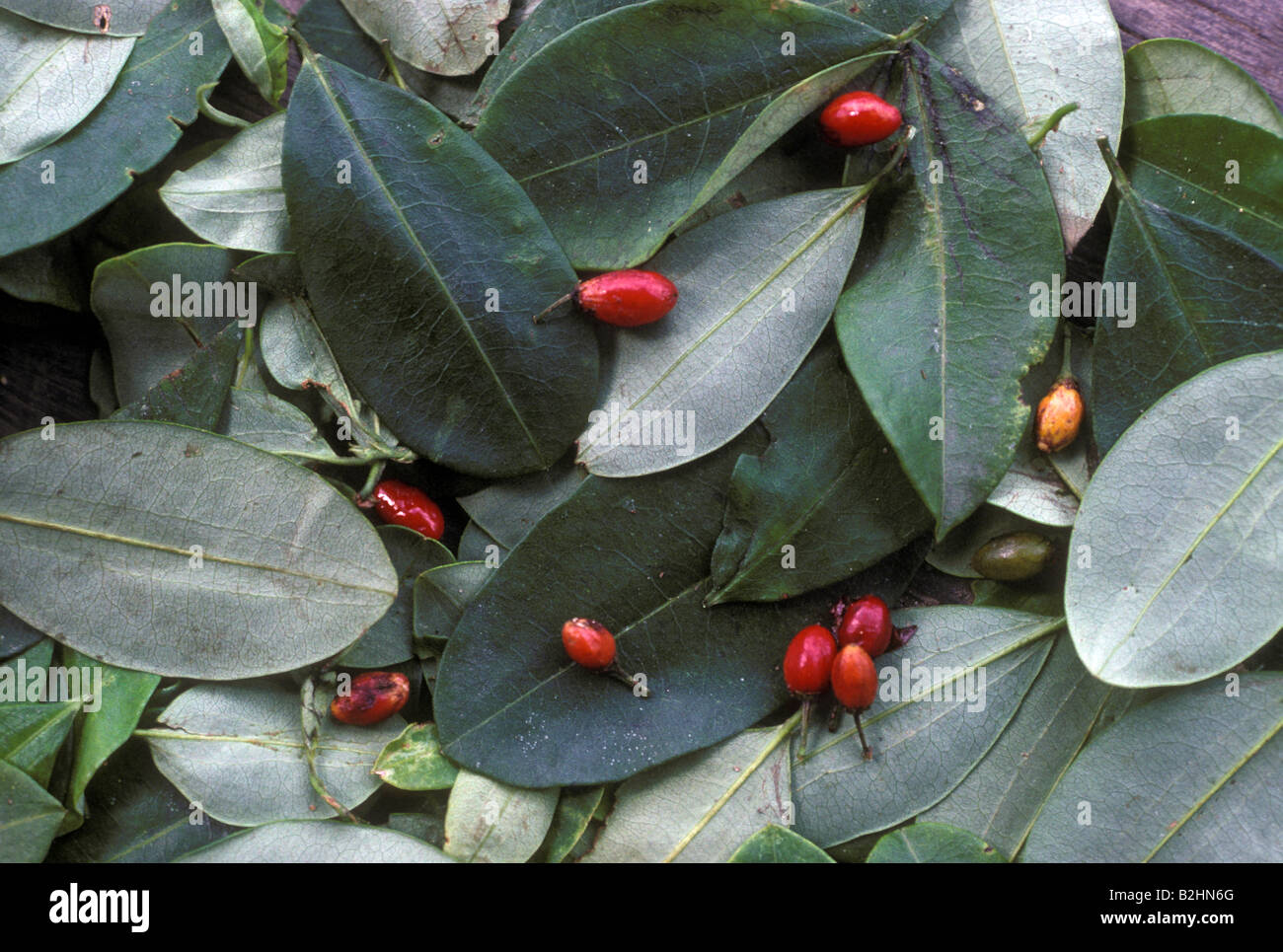 Coca leaves and berries Chapare region Bolivia Stock Photo Alamy