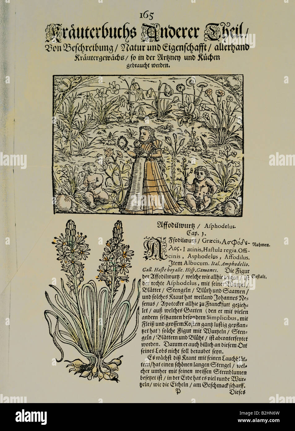 botany, herbs, Asphodelus, woodcut, coloured, from 'Kraeuterbuch' (Herbal book), by Adamus Lonicerus (1528 - 1586), revised by Peter Uffenbach, Frankfurt, Germany, 1679, page 165, private collection, Stock Photo