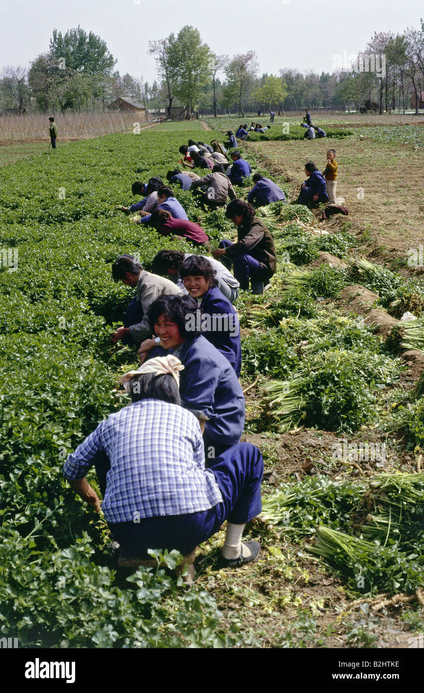 China farming 1970s hires stock photography and images Alamy