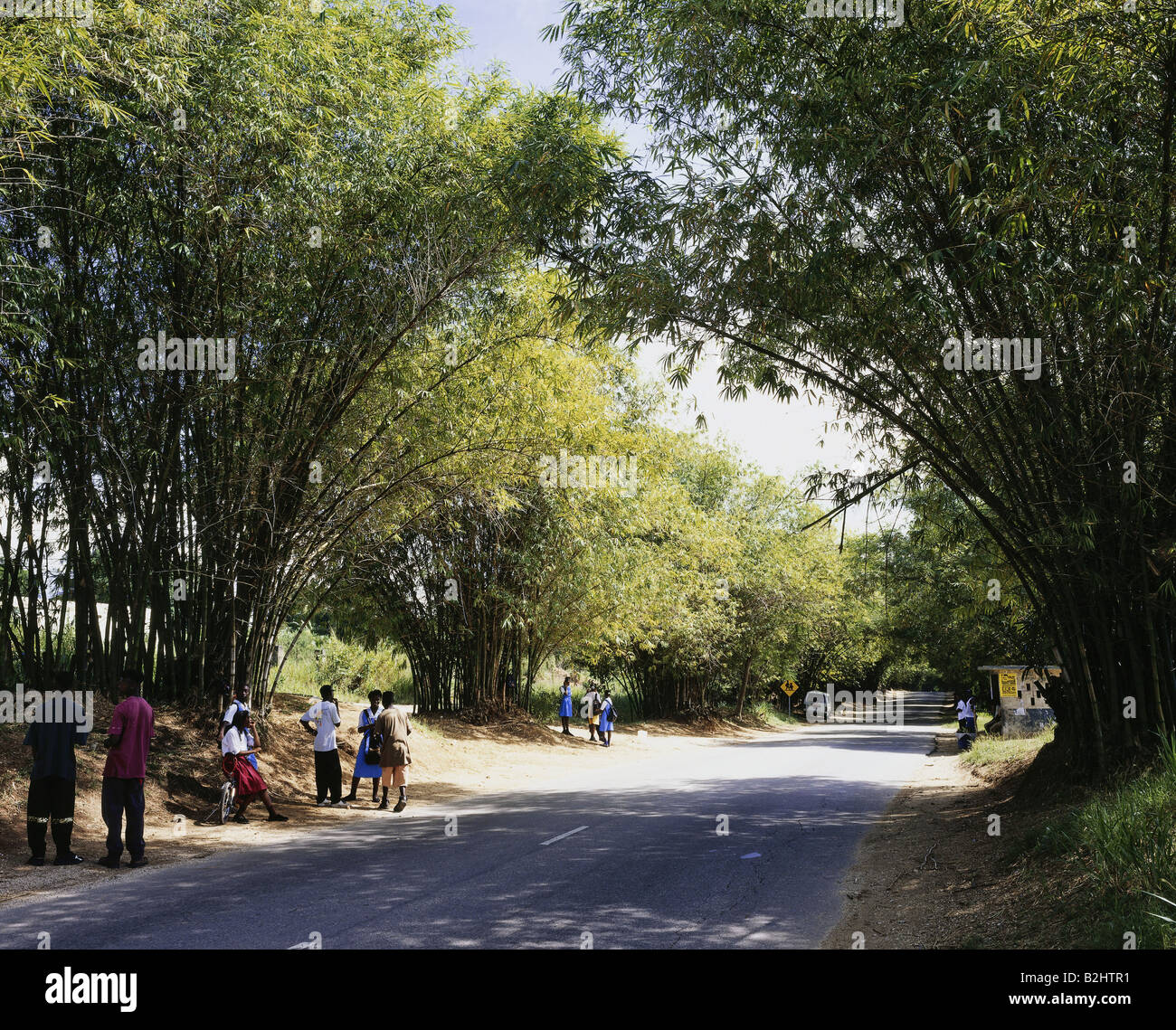 geography / travel, Jamaica, Bamboo Avenue, tourists, sight between