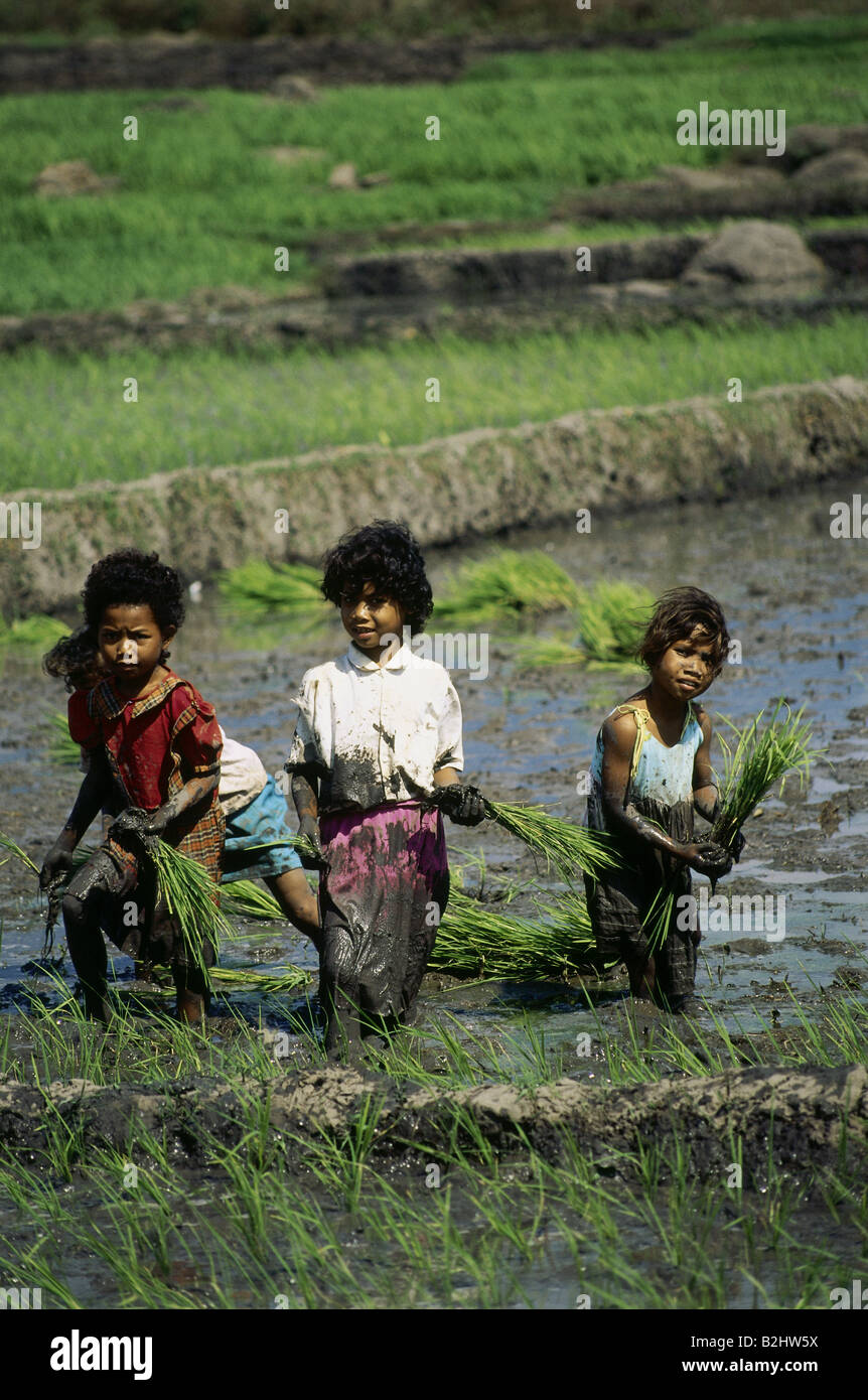 Children At Rice Cultivation In Paddy Field High Resolution Stock ...