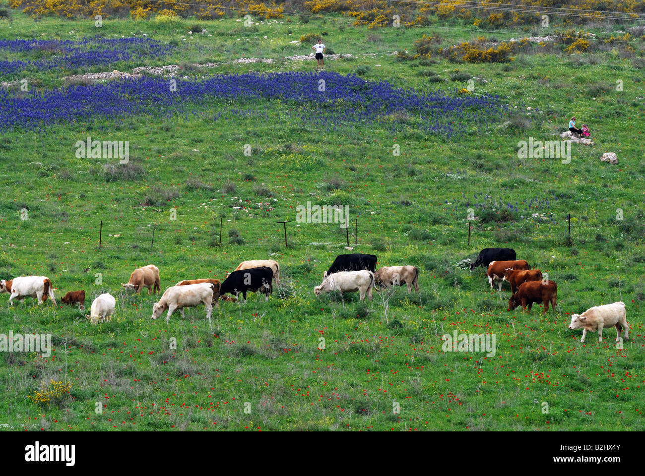 Cows grazing in a blooming spring field blue lupin Stock Photo