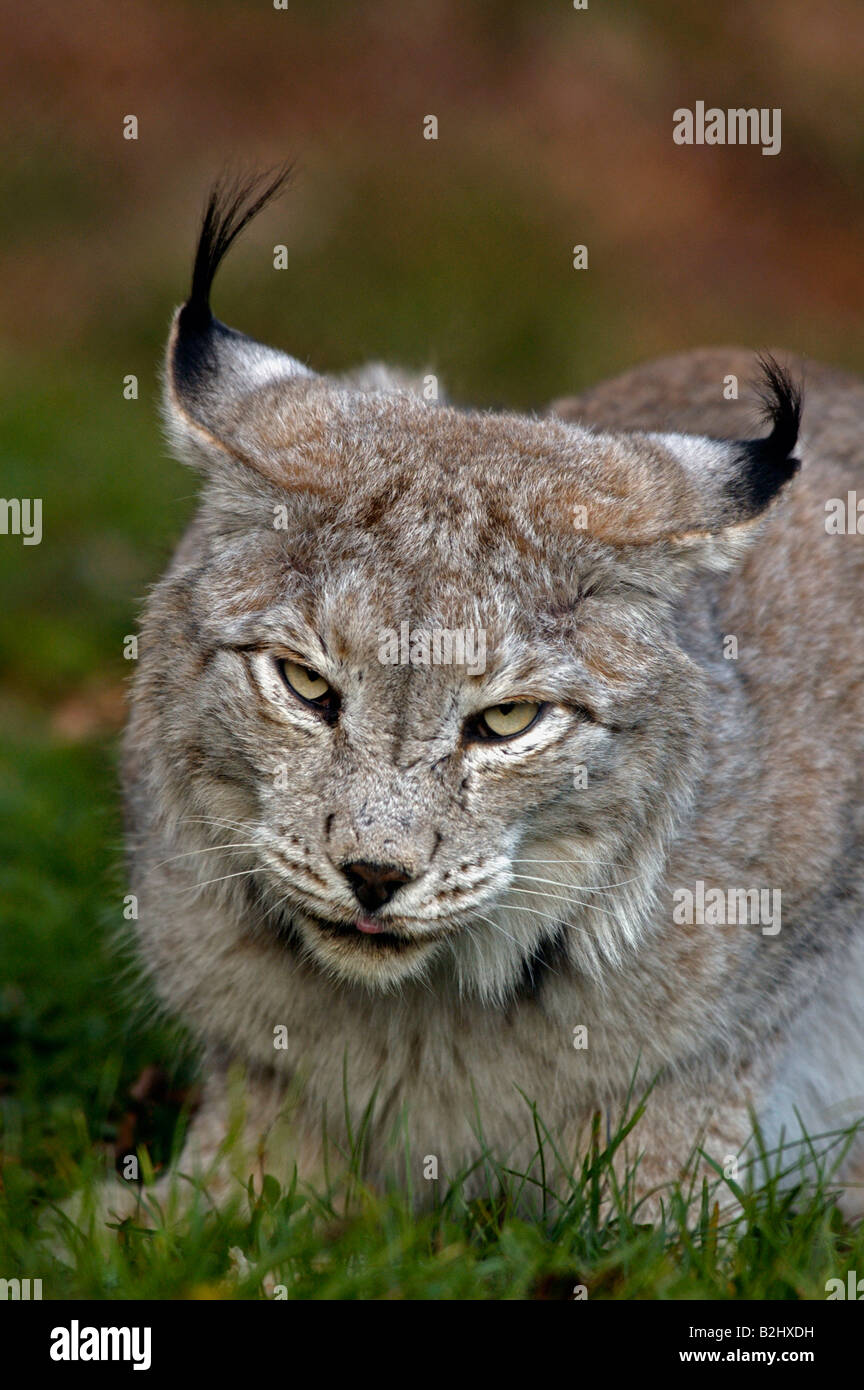 Europaeischer Luchs Felis Lynx European Lynx Germany Stock Photo - Alamy
