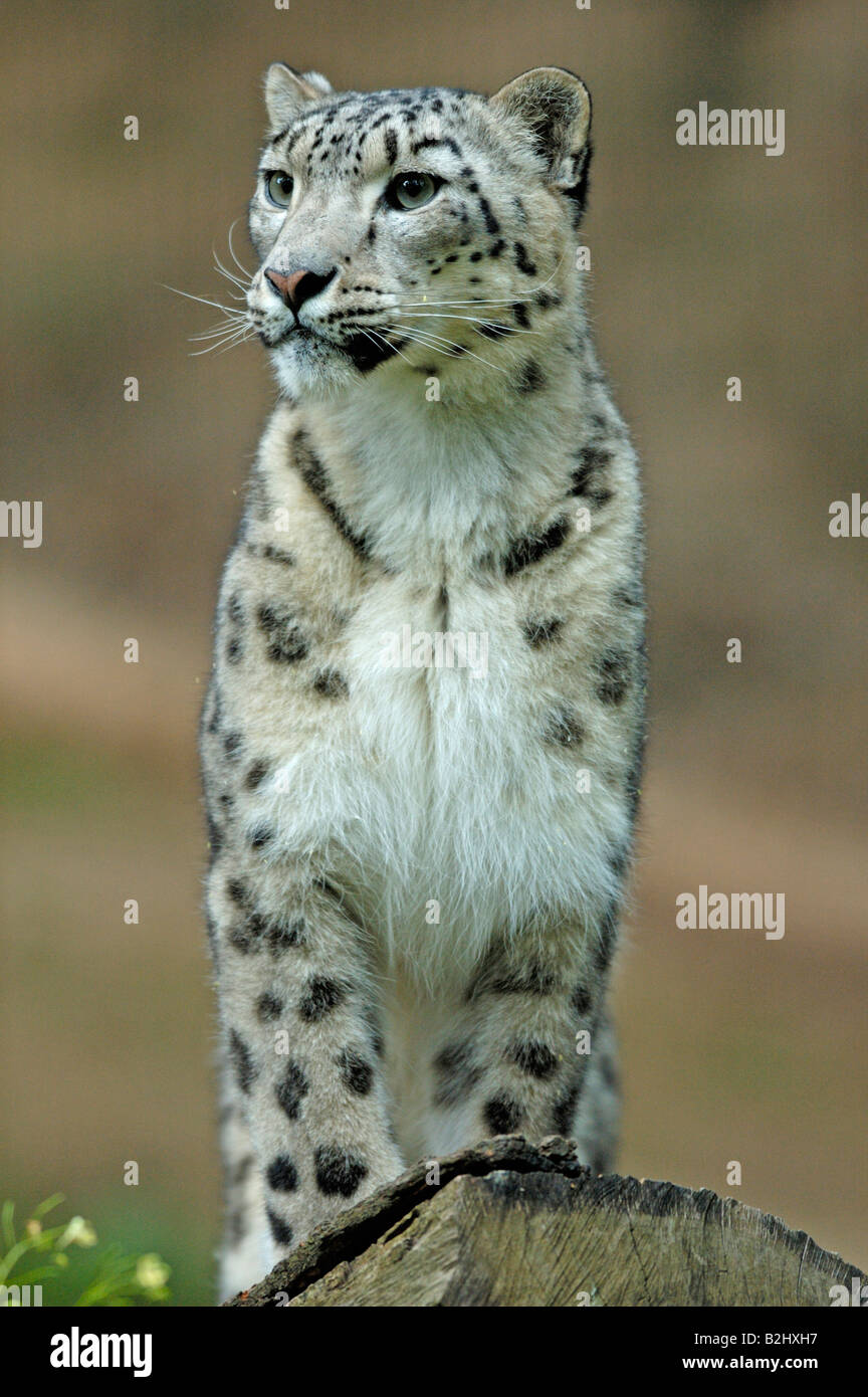 Schneeleopard Panthera unica Unica unica Snow Leopard Irbis Stock Photo