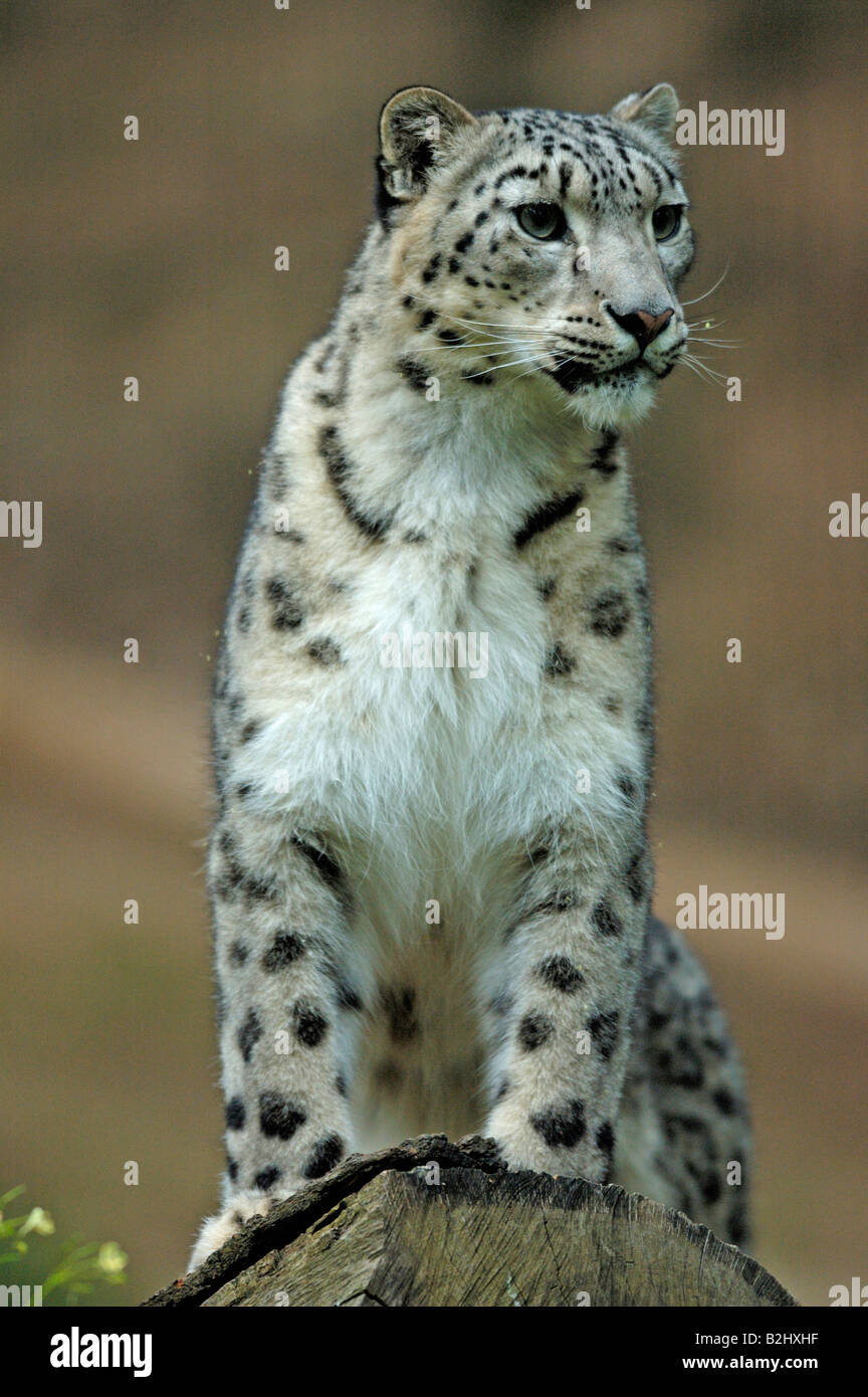 Schneeleopard Panthera unica Unica unica Snow Leopard Irbis Stock Photo