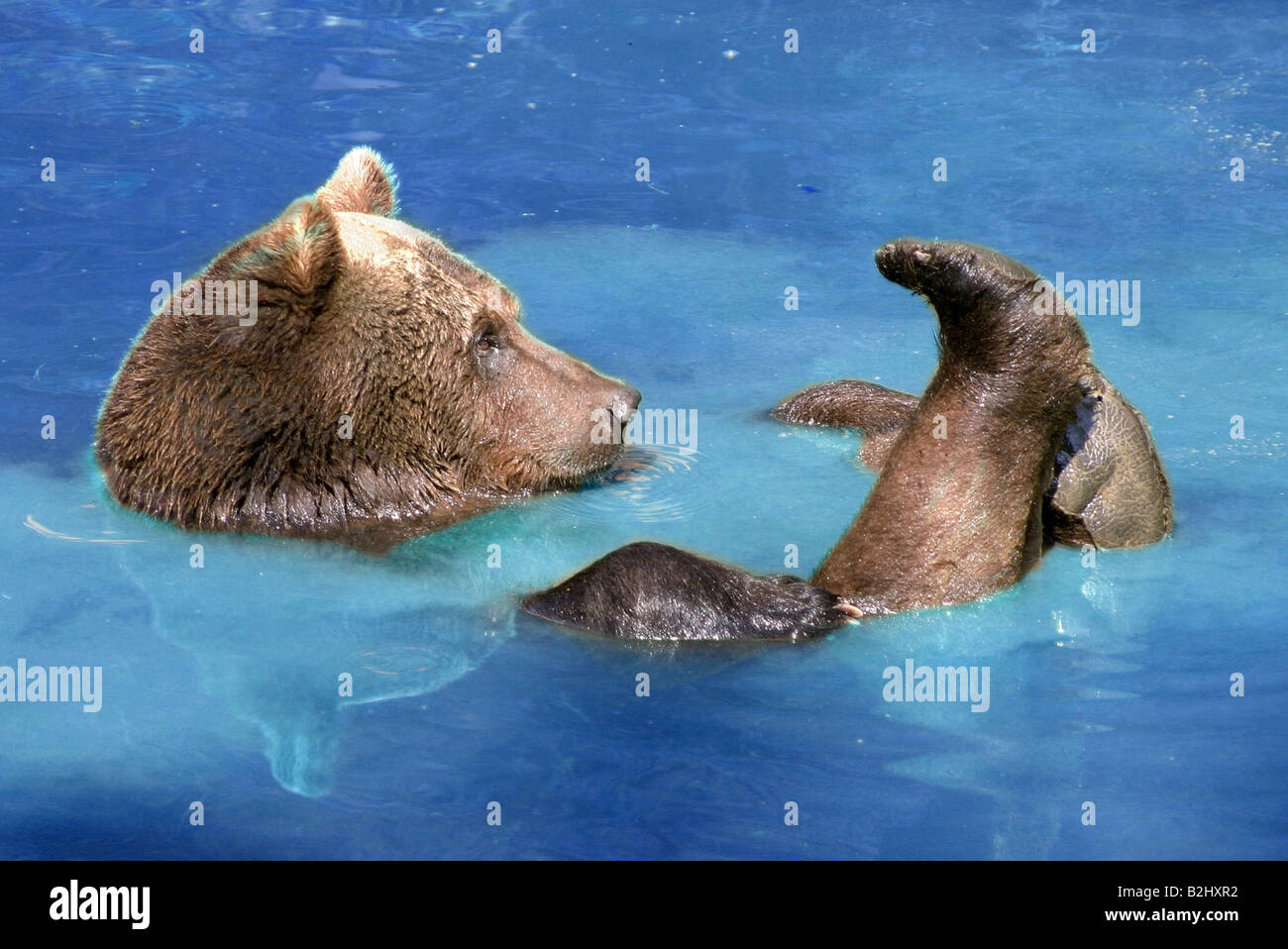 Brown Bear Ursus arctos carnivora bathing bath swimming Stock Photo