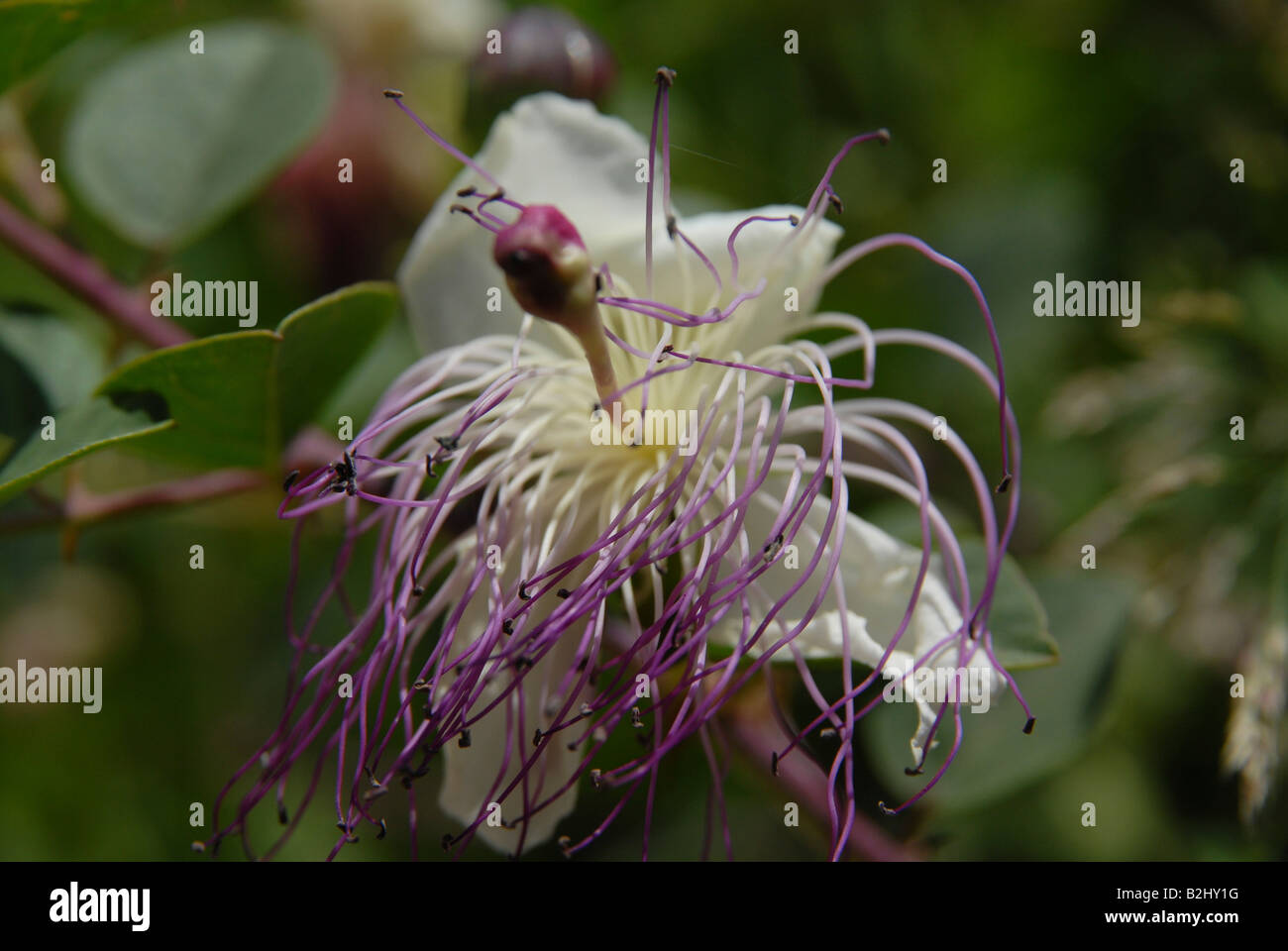 Close up of a caper Capparis spinosa plant and flower Stock Photo