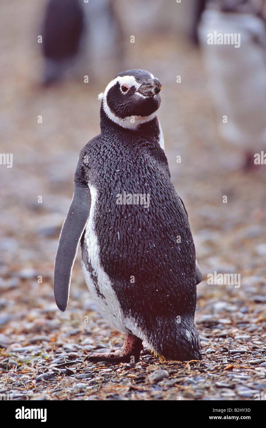 Magellan Pinguine Sphenisus magellanicus Feuerland Tierra del Fuego South America Stock Photo