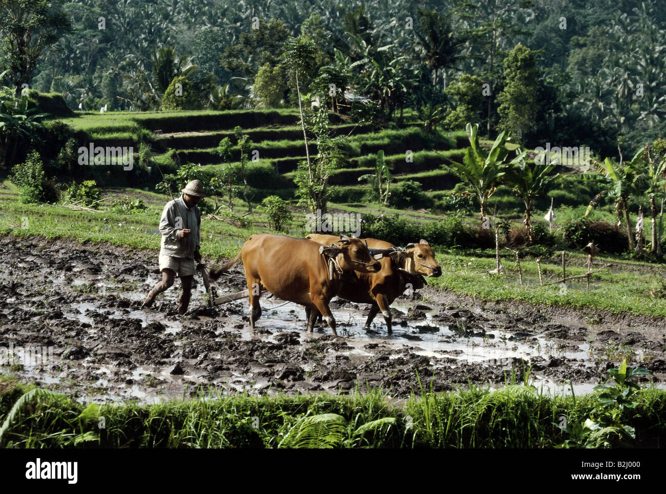 Peasant ploughing paddy field hires stock photography and images Alamy