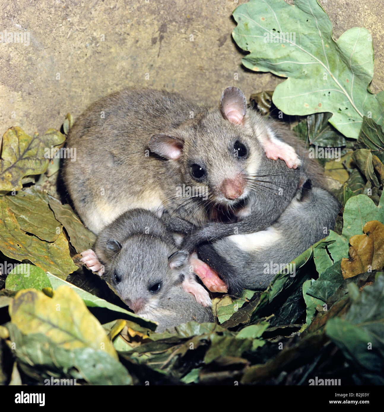 Fat European Dormouse glis glig with young Stock Photo