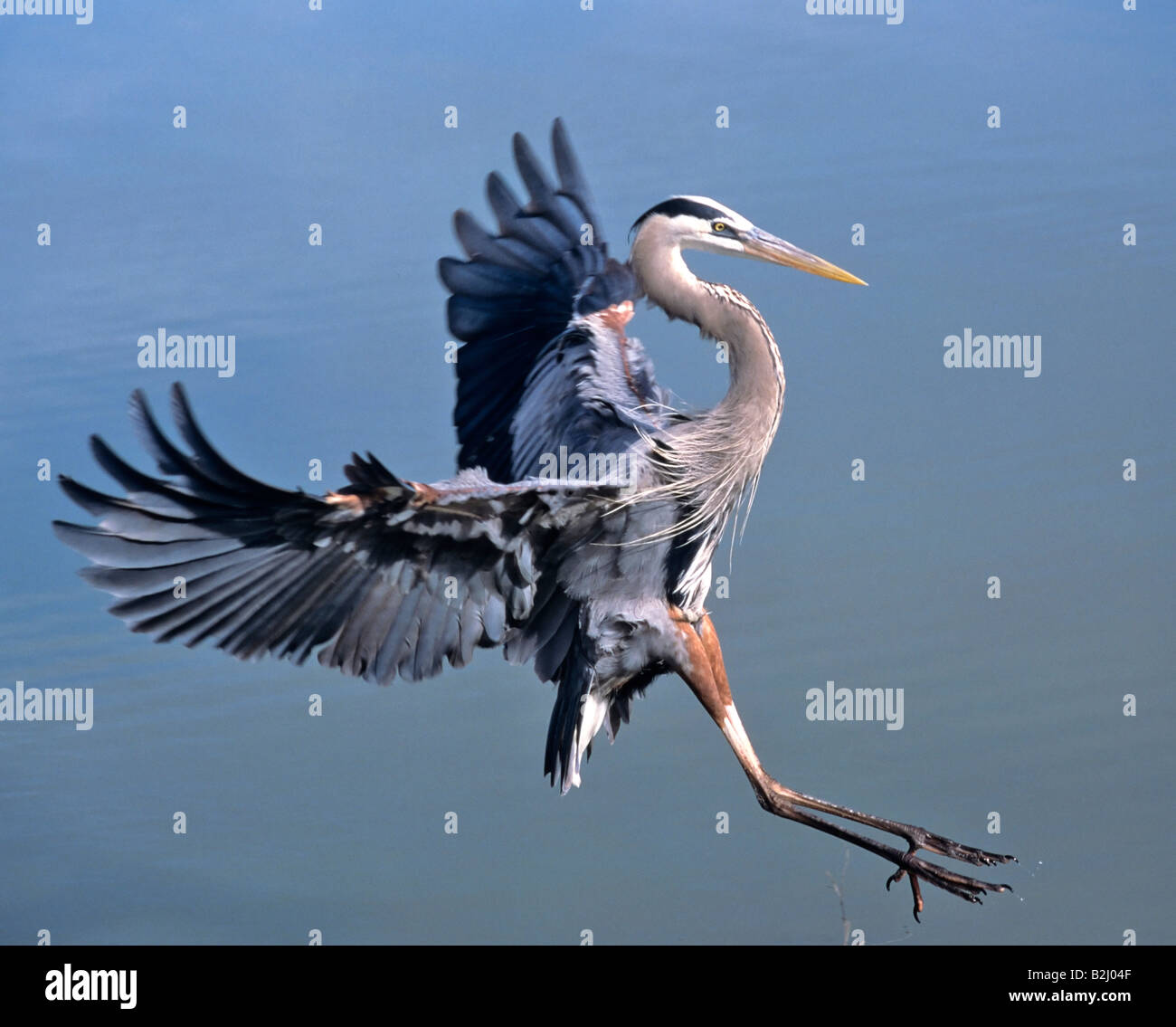 ardea herodias great blue heron blue crane california heron expiritu