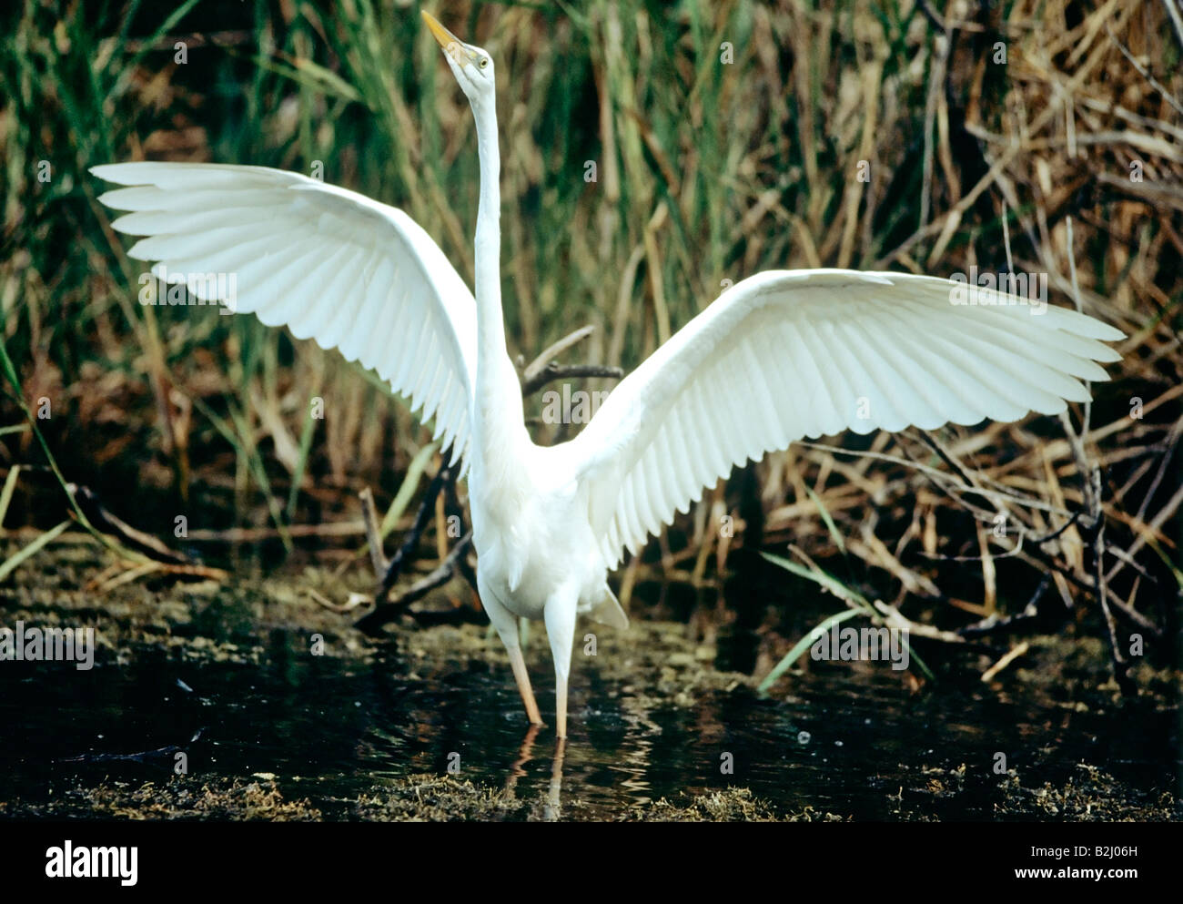 Great White Heron Ardea herodias occidentalis Everglades Florida USA Stock Photo