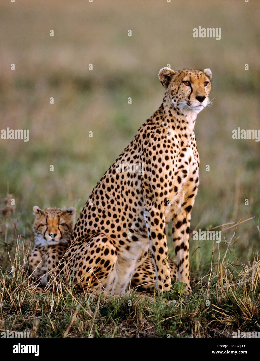 Cheetah with cub acinonyx jubatus Masai Mara Kenya Stock Photo