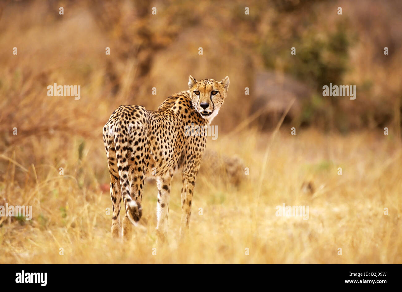 Cheetah in Zimbabwe Afrika Gepard stehend Acinonyx jubatus durch die Mopane streifend Stock Photo