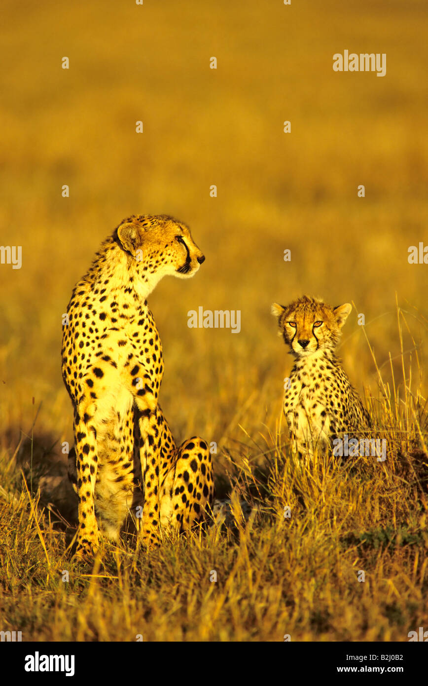 Gepard mit Jungen cheetah with cub africa Stock Photo