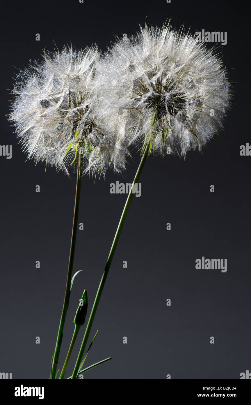 Two Dandelion heads with seedlings ready to be blown away to spread the seeds Stock Photo