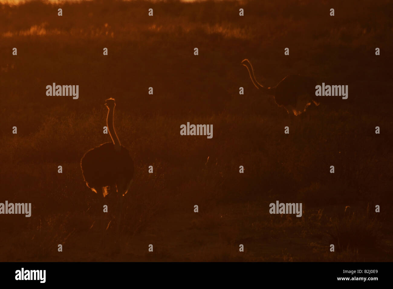 Ostrich Struthio camelus sunset southafrica flightless bird south africa evening eve mood Stock Photo