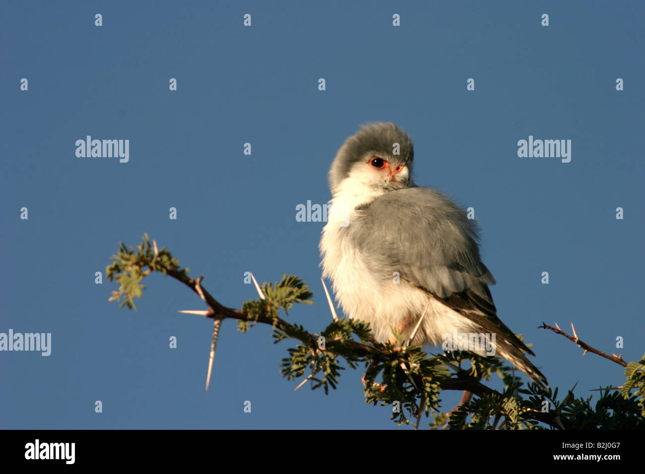 halsband zwergfalke pygmy falcon polihierax semitorquatus south africa southafrica Stock Photo