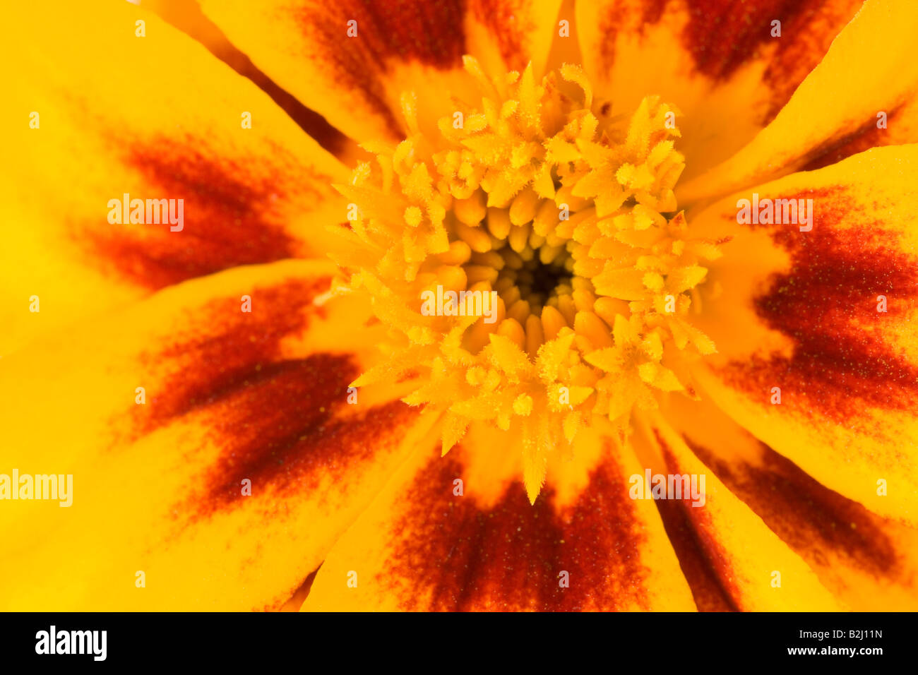 blossom Marigold Tagetes flower bloom afterimage backcloth background image backdrop Stock Photo