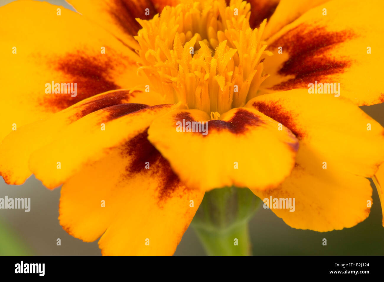 blossom Marigold Tagetes flower bloom afterimage backcloth background image backdrop Stock Photo