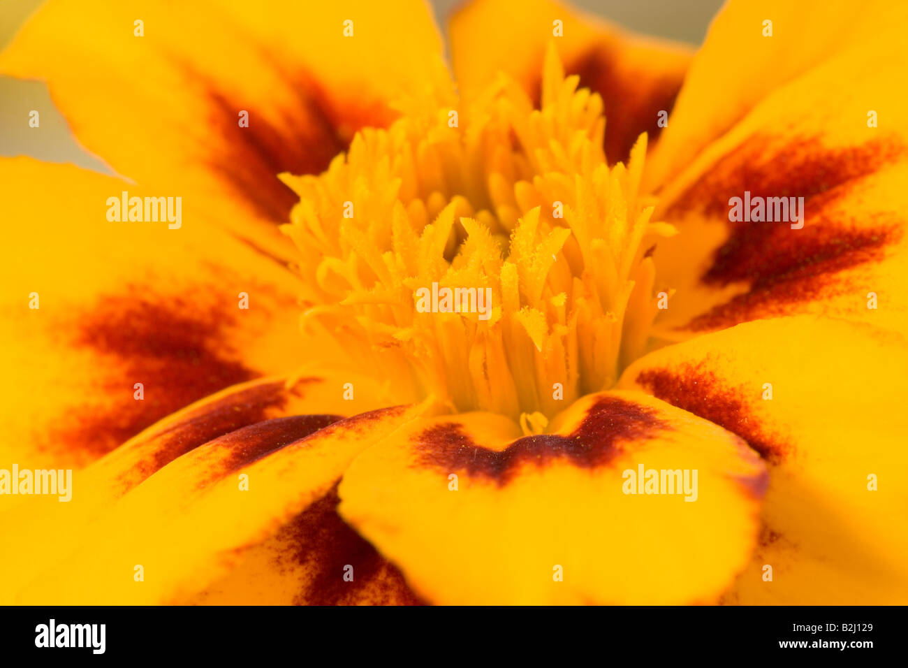 blossom Marigold Tagetes flower bloom afterimage backcloth background image backdrop Stock Photo