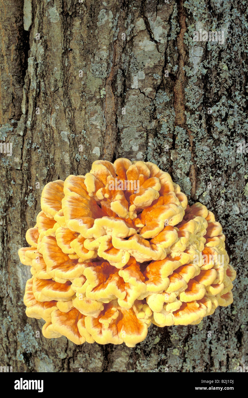 botany, fungi, Chicken of the Woods, (Laetiporus sulphureus), at tree trunk, Hymenochaetaceae, Laetiporaceae, Sulphur mushroom, Stock Photo