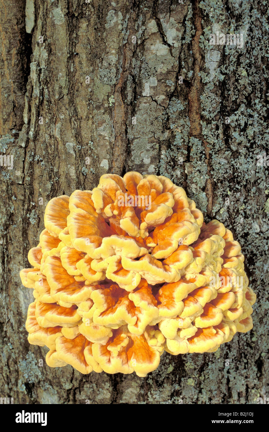 Polyporus sulphureus hi-res stock photography and images - Alamy