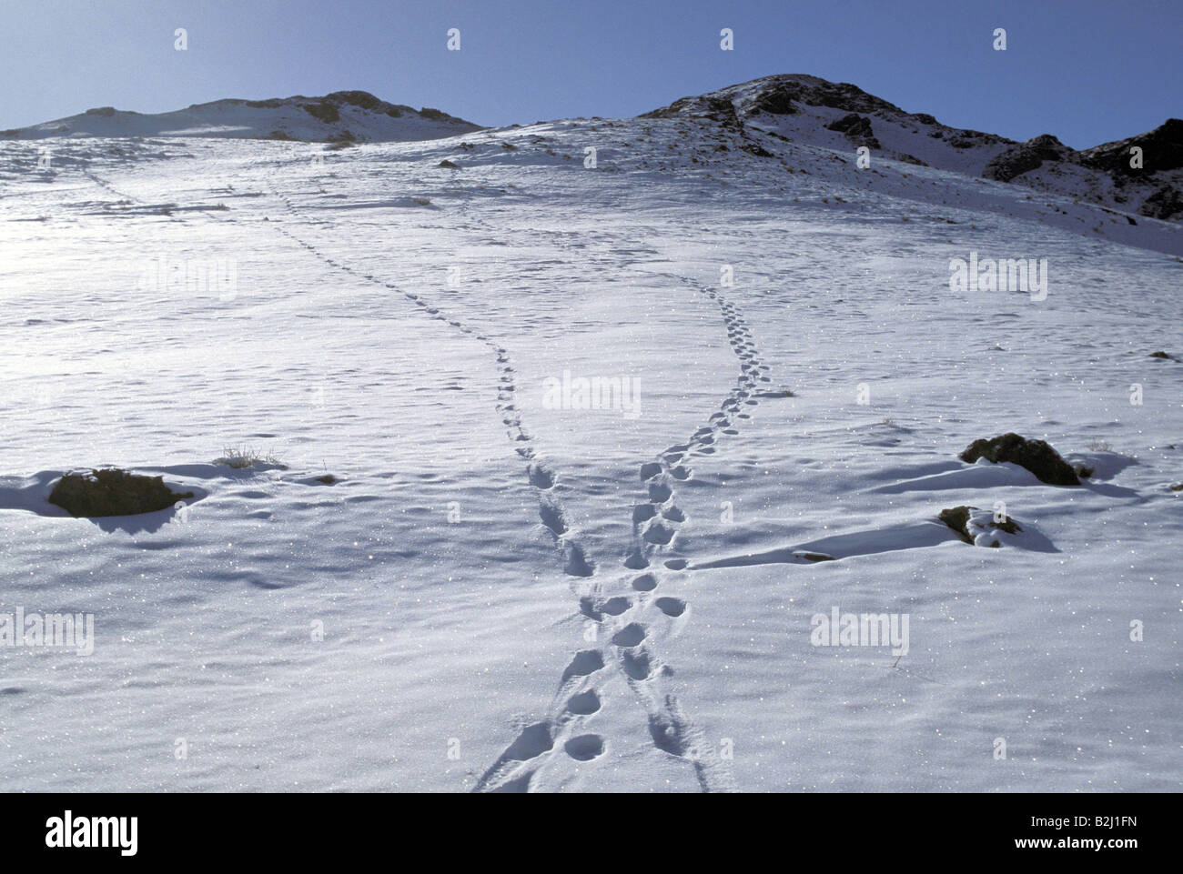 zoology / animals, mammal / mammalian, snow leopard, (Panthera unica), tracks in snow, Altay Mountain, Mongolia, distribution: I Stock Photo