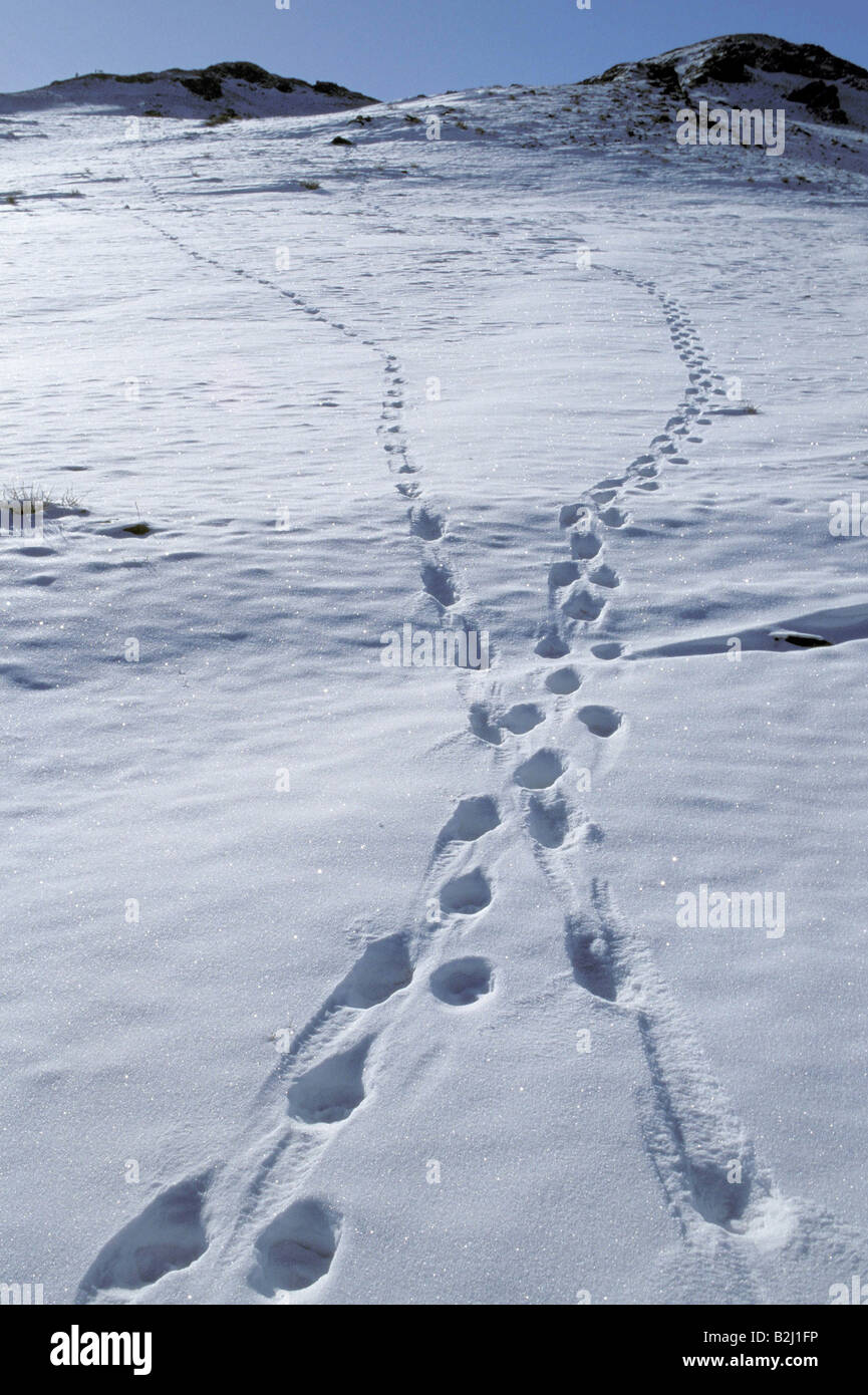 zoology / animals, mammal / mammalian, snow leopard, (Panthera unica), tracks in snow, two up, one down, Altay Mountain, Mongoli Stock Photo