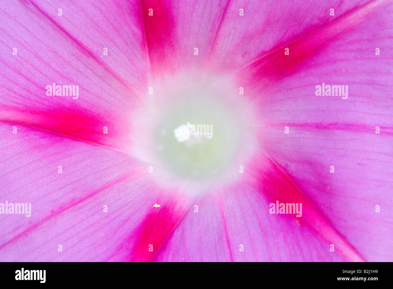 Morning Glory Ipomea spp blossom detail of a pink coloured Morning Glory Germany Stock Photo