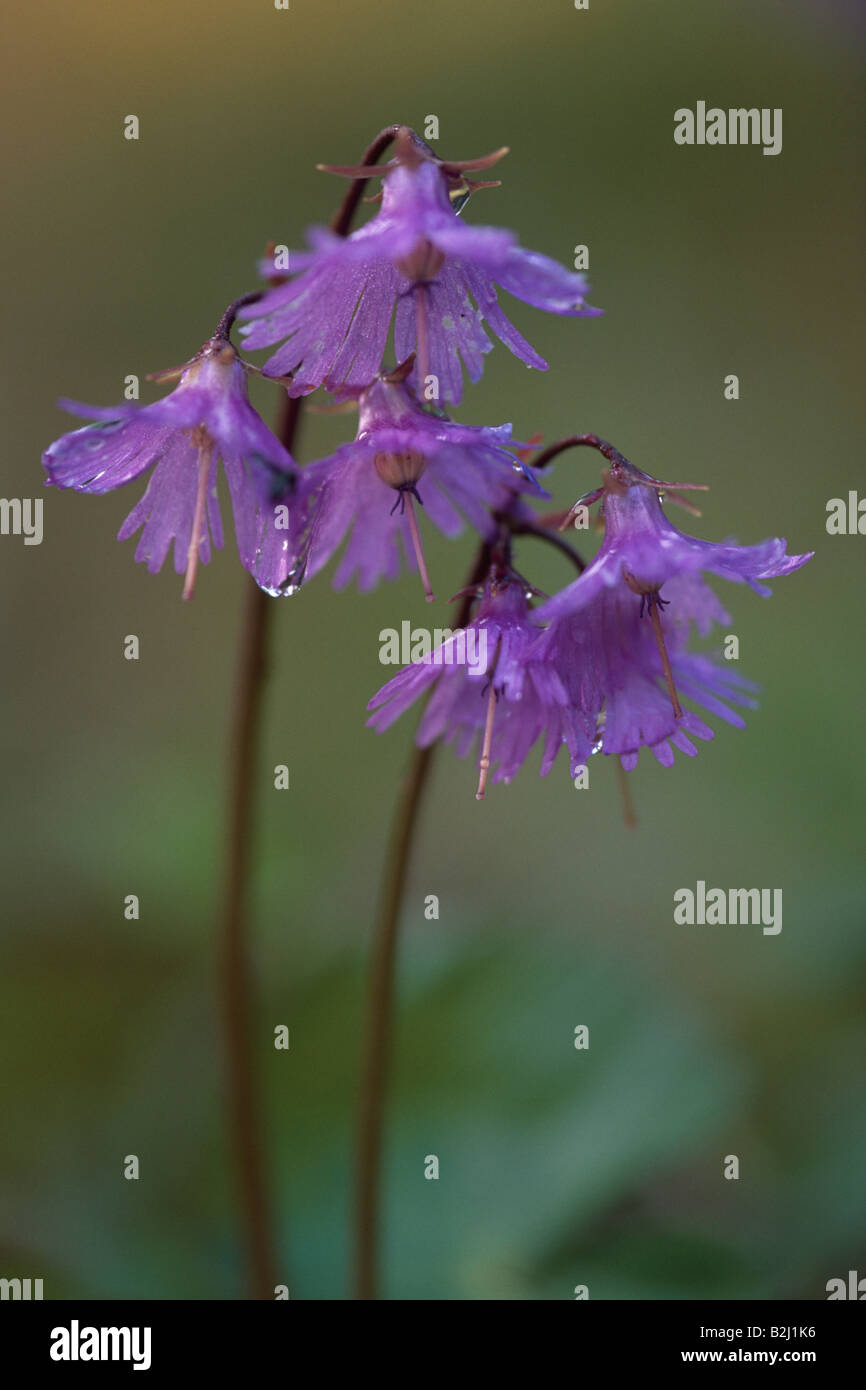 allermannsharnisch allium victorialis alpine leek bergknoblauch siegwurz siegwurzlauch schlangenwurz Stock Photo