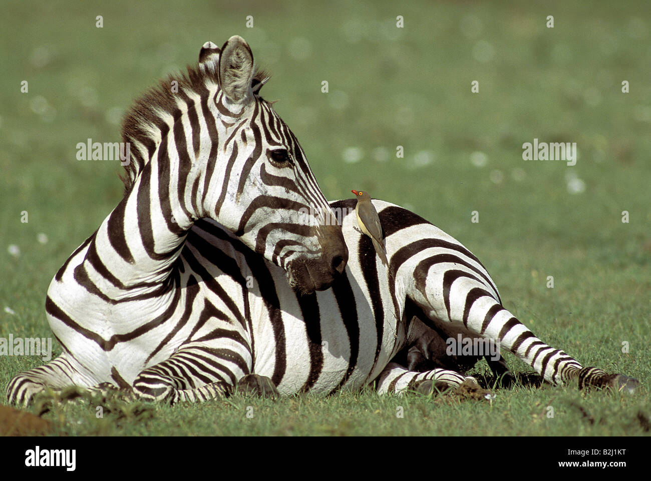 zoology / animals, mammal / mammalian, Equidae, Plains Zebra (Equus  quagga), bird (Red-billed oxpecker) sitting on venter, Masai Stock Photo -  Alamy