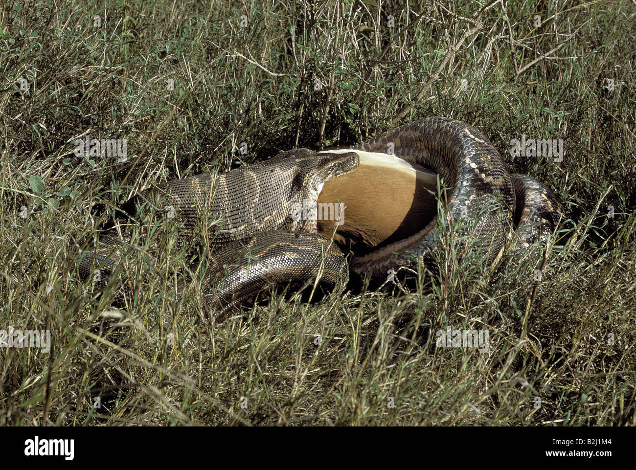 zoology / animals, reptiles, snakes, Python sebae, (Python sebae), Impala, (Aepyceros melampus), Nairobi National Park, Kenya, d Stock Photo