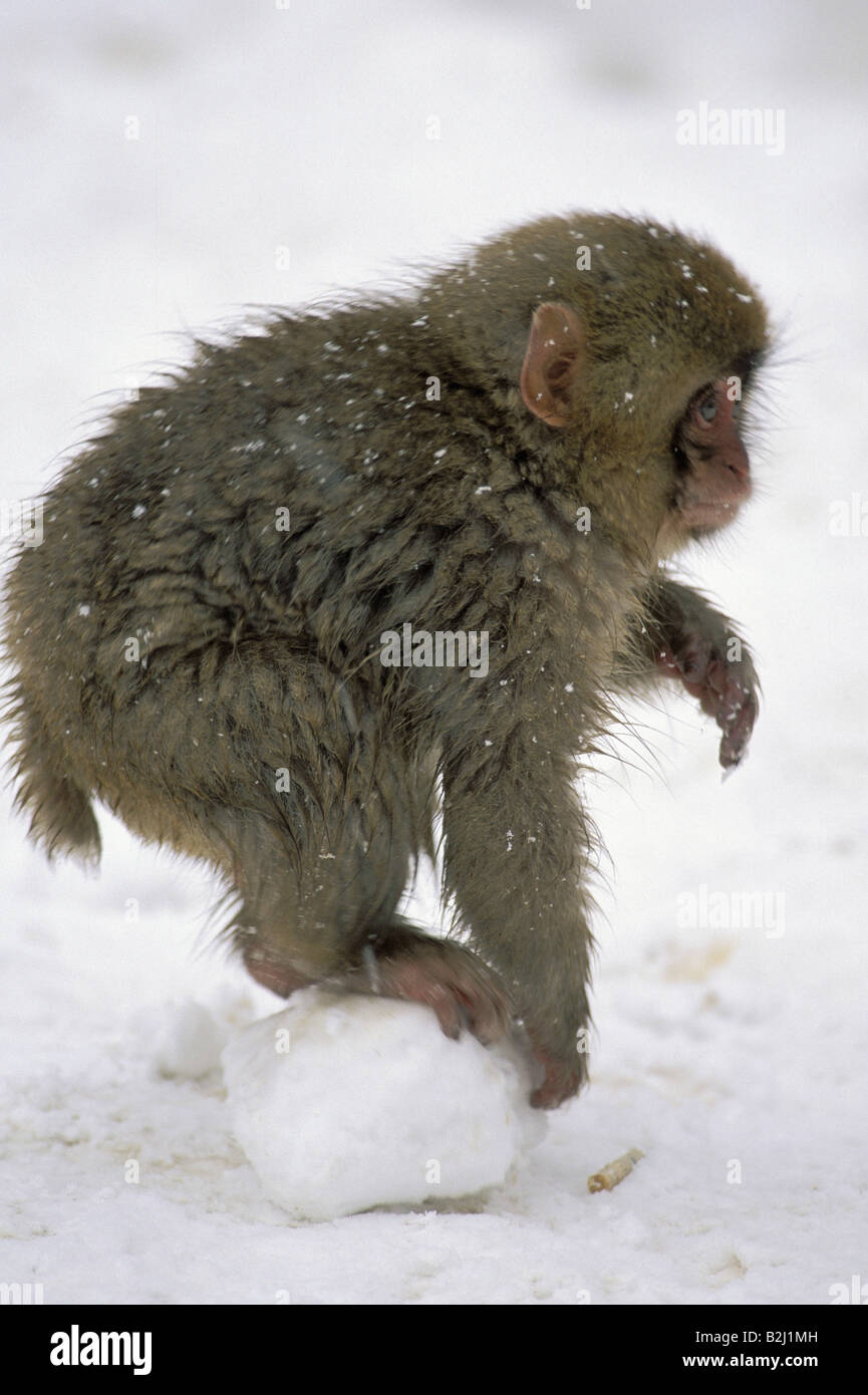 zoology / animals, mammal / mammalian, monekys, Japanmakak, (Macaca fuscata), cub lying in snow