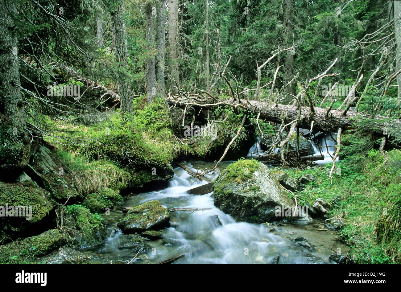 Jungle Brook welsbach mantle Bavaria Germany naturly forest Stock Photo