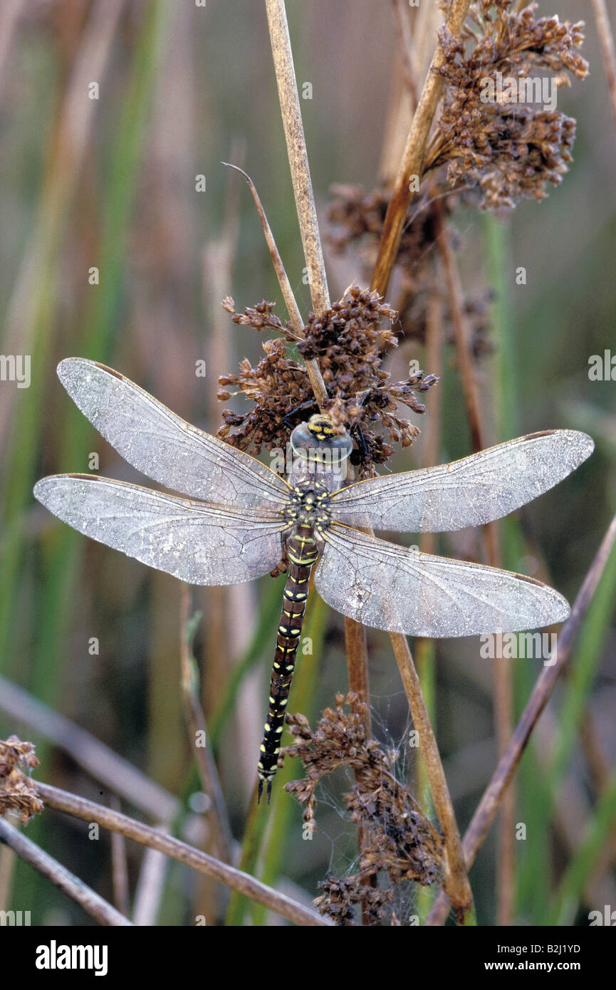 zoology / animals, insect, dragonflies, Mosaic darner, (Aeshna subarctica), Germany, distribution: unknown, dragonfly, hawker, s Stock Photo