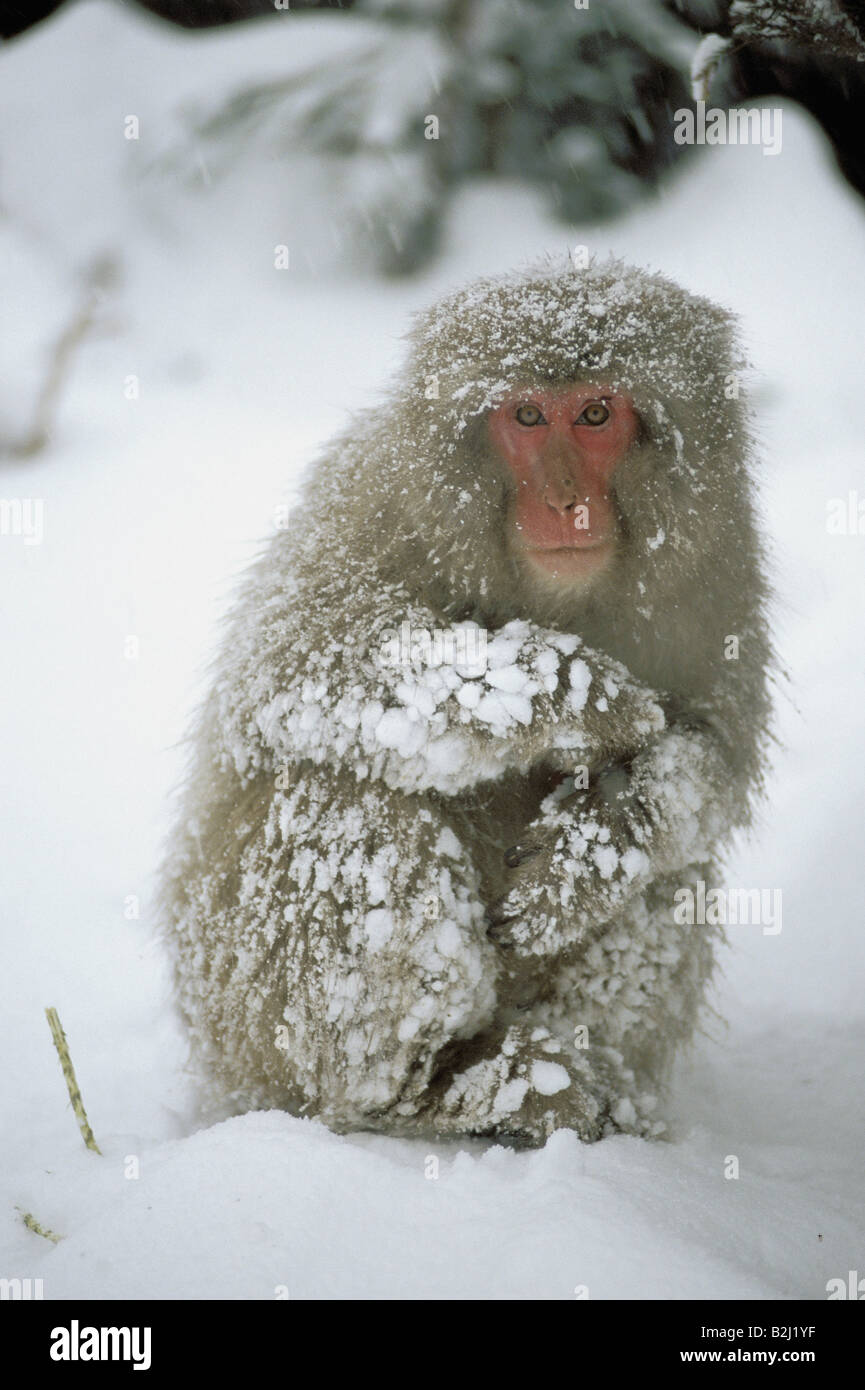 zoology / animals, mammal / mammalian, monekys, Japanmakak, (Macaca fuscata), sitting in snow