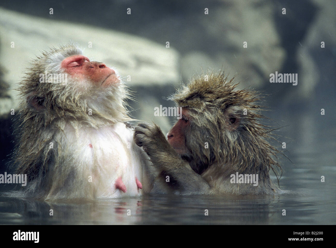 zoology / animals, mammal / mammalian, monekys, Japanmakak, (Macaca fuscata), sitting in hot