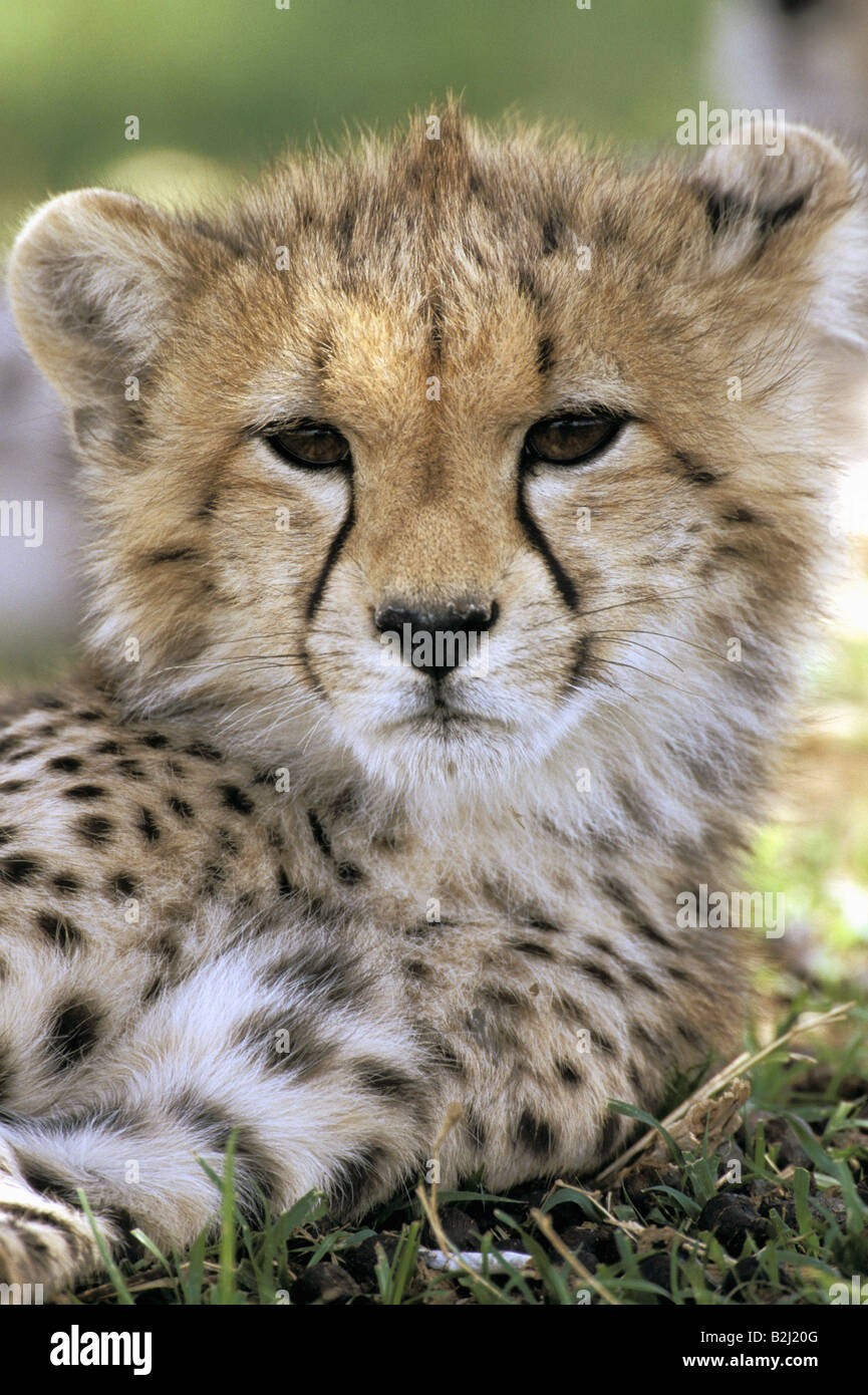 Zoology / Animals, Mammal / Mammalian, Cheetah, (Acinonyx Jubatus ...