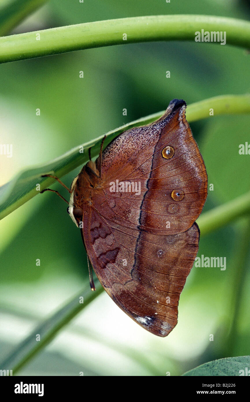 zoology / animals, insect, butterflies, Autumn Leaf, (Doleschallia bisaltide), sitting on blade of grass, underside of wings, di Stock Photo