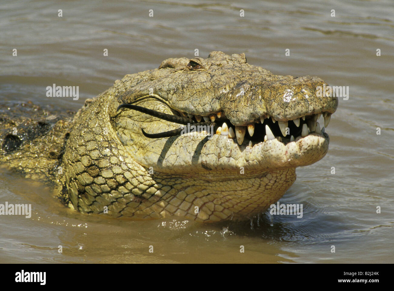 Madagascar, Near Moramanga, Mandraka, Crocodile (Crocodylus Niloticus Cp  Stock Photo - Alamy