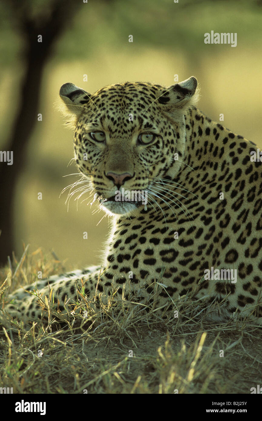 zoology / animals, mammal / mammalian, leopard, (Panthera pardus
