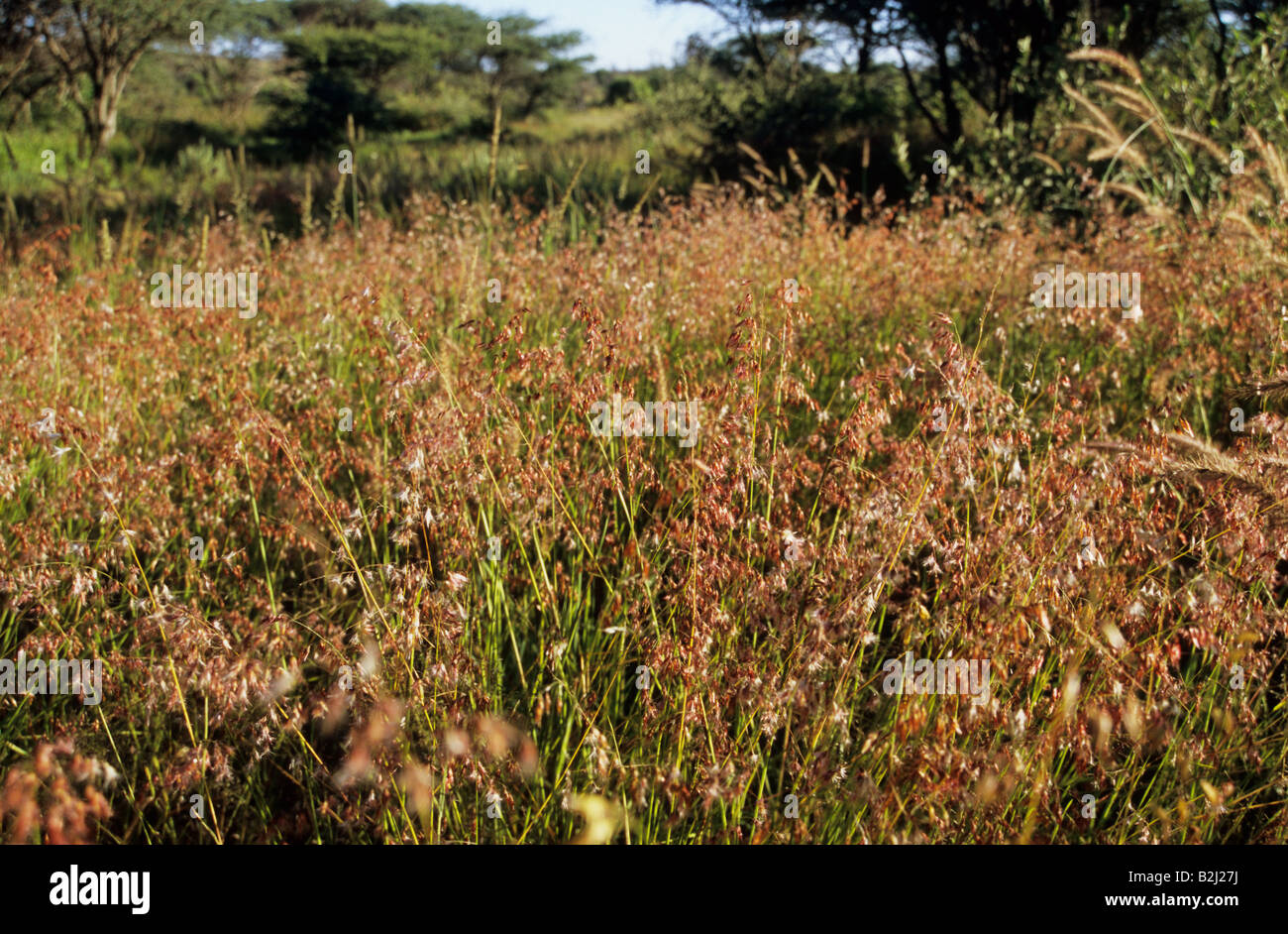 Namibia, beautiful landscape, grunge, close up of wild grass, growth of natural pasture on farm, backgrounds, African landscapes Stock Photo