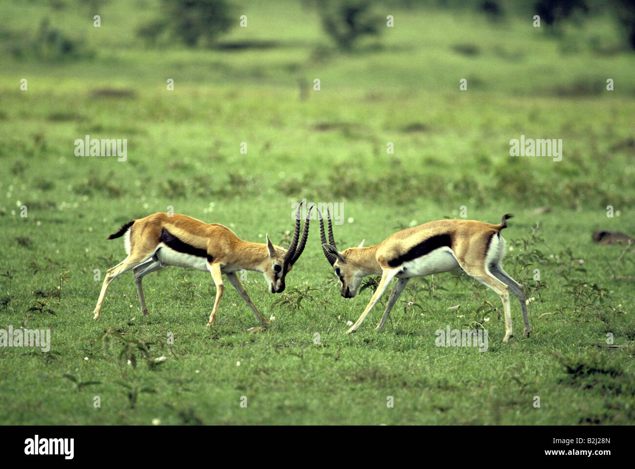 zoology / animals, mammal / mammalian, gazelle, Thomson's Gazelle, (Gazella thomsonii), two boks, fighting, Masai Mara, Kenya, d Stock Photo