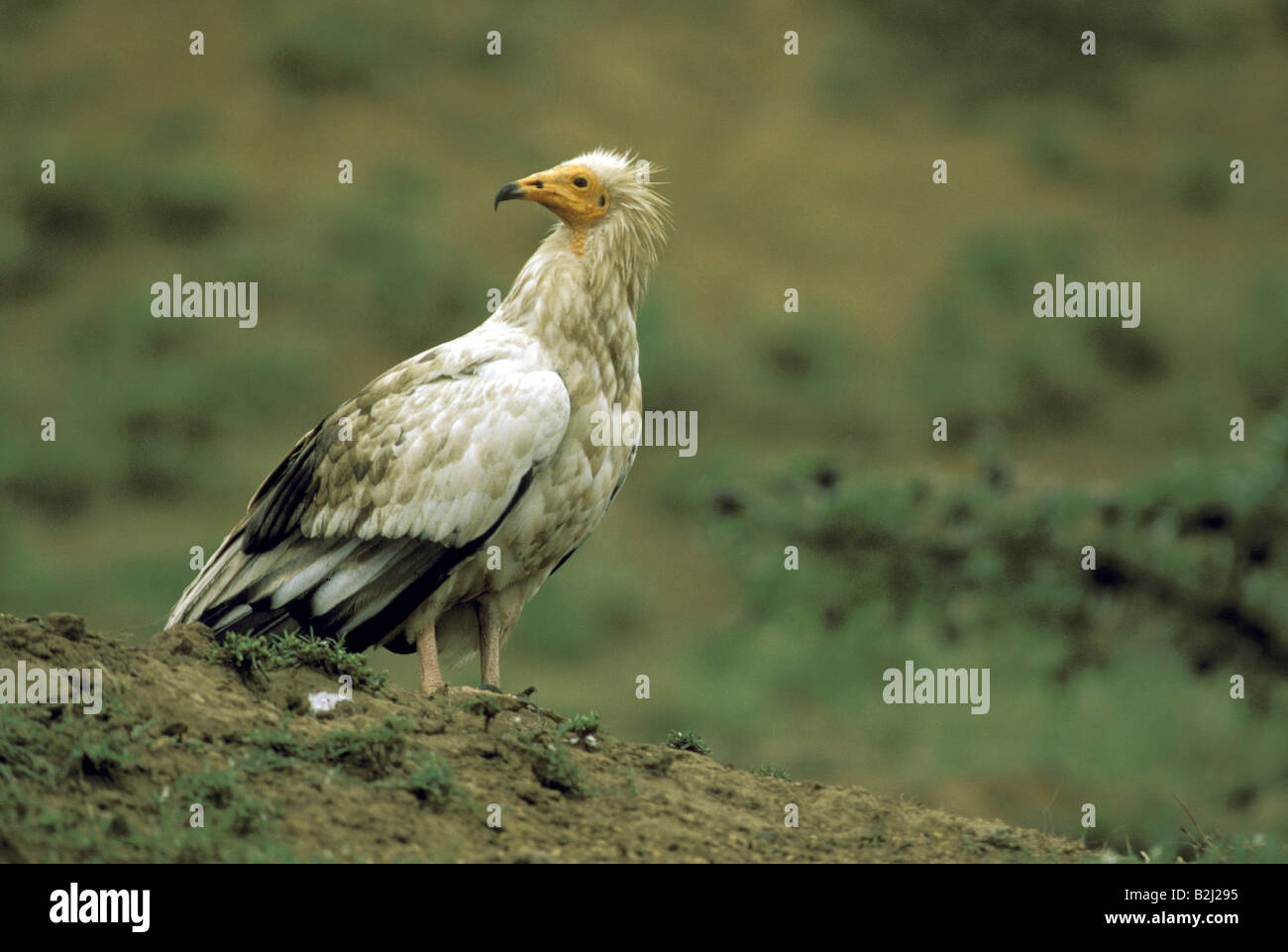 zoology / animals, birds, vulture, Egyptian Vulture, (Neophron percnopterus), Masai Mara, Kenya, distribution: Europe, Africa, b Stock Photo