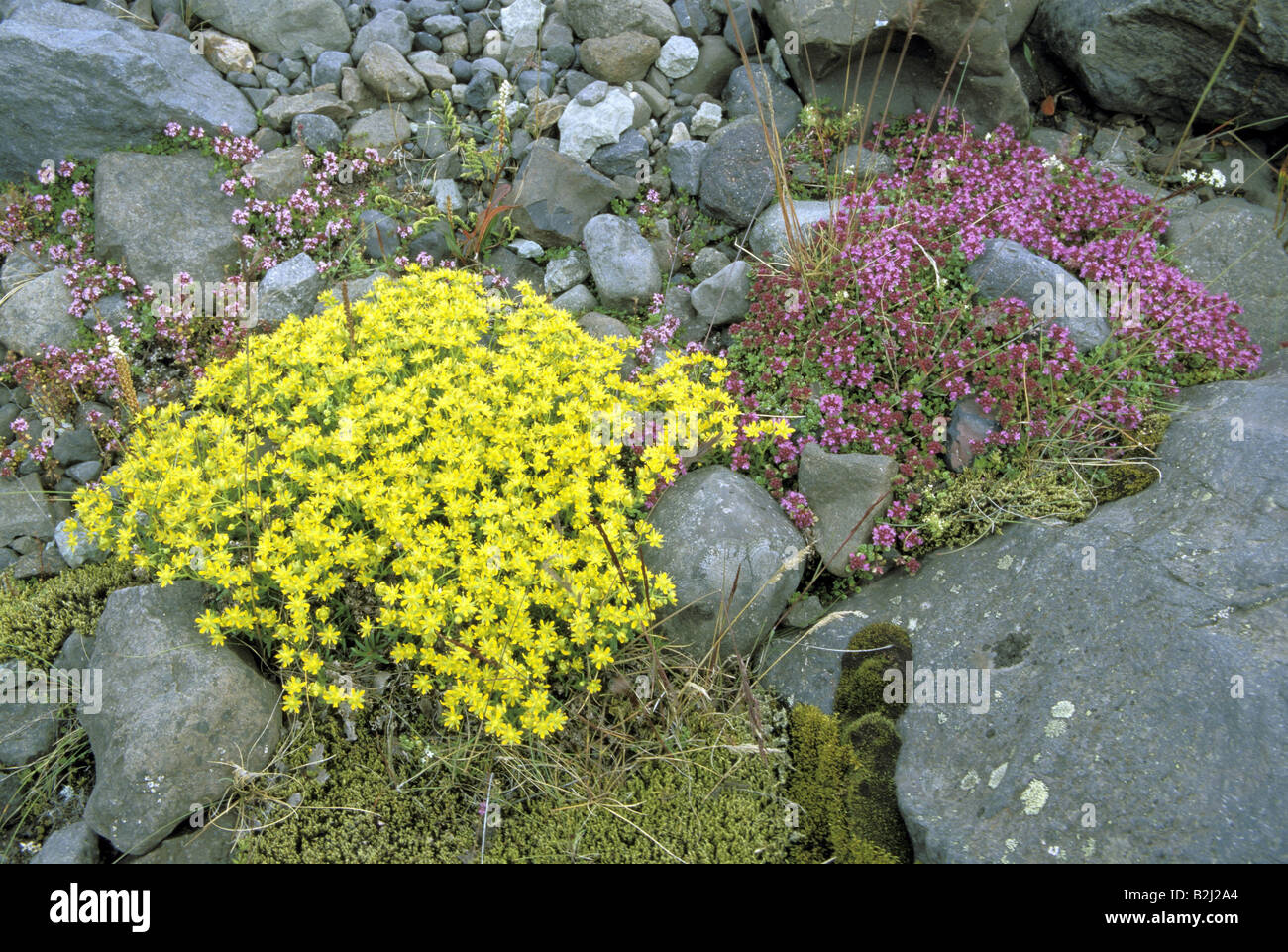botany, Thyme, (Thymus), Creeping Thyme, (Thymus praecox), yellow mountain saxifrage, (Saxifraga aizoides), blossoms on stone, I Stock Photo