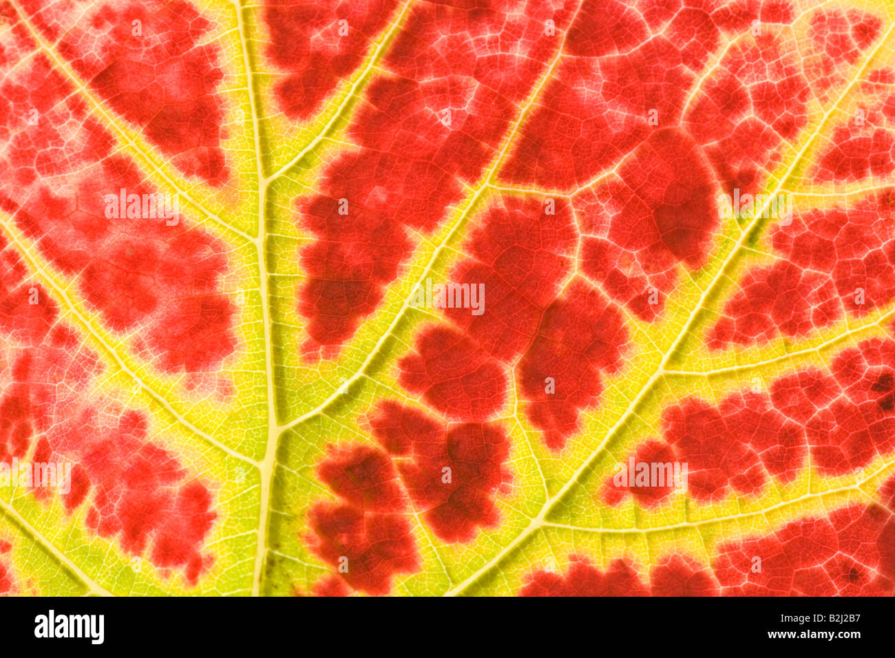 vine leaves leaf-veins autumnal autumn Stock Photo