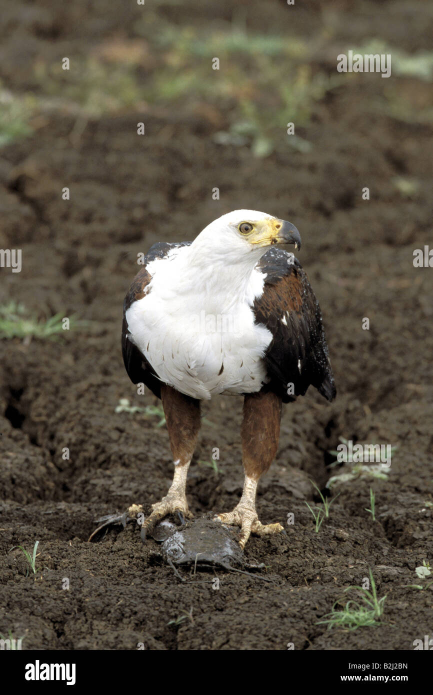 zoology / animals, birds, vultures, African Fish Eagle, (Haliaeetus vocifer), sitting on ground, Masai Mara, Kenya, distribution: Africa, Additional-Rights-Clearance-Info-Not-Available Stock Photo