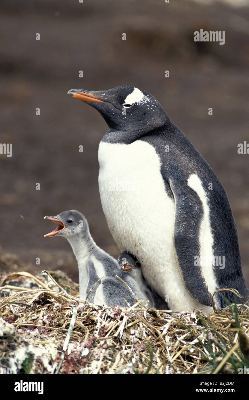zoology / animals, birds, penguins, Gentoo Penguin, (Pygoscelis papua